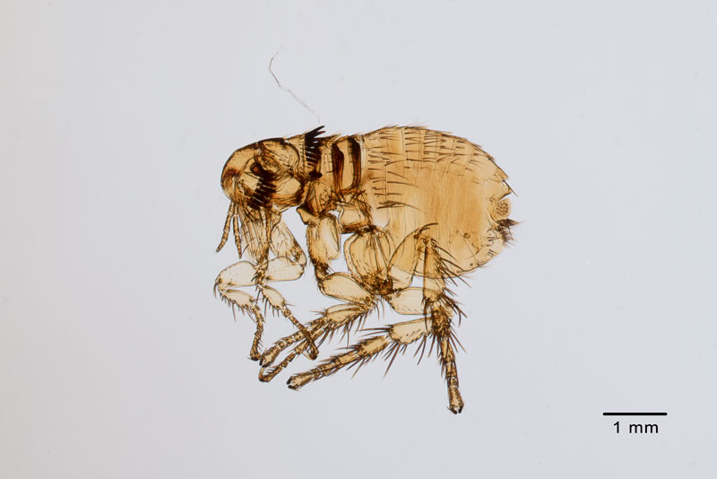 Male flea splopsyllus cuniculi